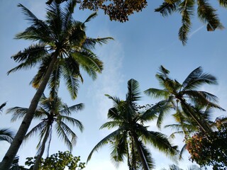 coconut trees in the forest