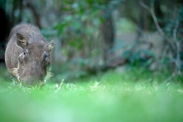 A warthog grazes on some lush green grass.