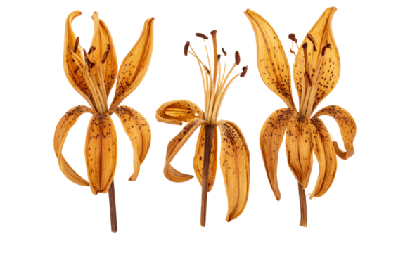 Three Wilted Lily with Torn Petals and Dry Stem, isolated on a transparent background