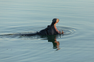 A Hippo breaks the water as the last light of day fades.