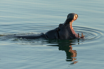 A Hippo breaks the water as the last light of day fades.