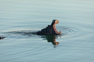 A Hippo breaks the water as the last light of day fades.