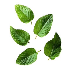 Naklejka premium Fresh Green Mint Leaves Isolated on Black Background
