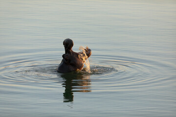 A Hippo breaks the water as the last light of day fades.