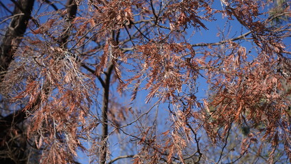 Taxodium distichum secrest  growing deciduous, ornamental tree the leaf turn red bronze foliage in...