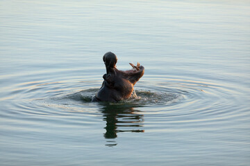 A Hippo breaks the water as the last light of day fades.
