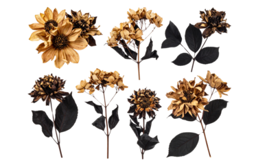 Set of Cluster of Dead Flowers with Blackened Leaves, isolated on a transparent background