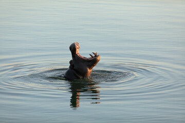 A Hippo breaks the water as the last light of day fades.