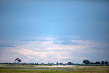 Landscape of the Okavango Delta.