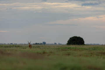 An Impala walks through the Okavango Delta.