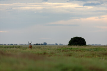 An Impala walks through the Okavango Delta.