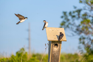 birds playing at the marsh
