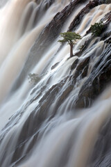 A tree stands against the torrents of water cascading over Ruacana Falls, Namibia.