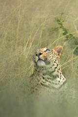 A leopard hides in the long green grass.