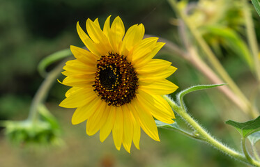 Large sunflower flowers sway in the wind.
