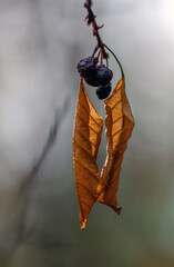 Close-up of a branch with dry leaves and black dried berries.