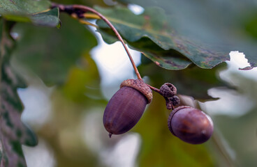 Large acorns ripened on the oak branches.