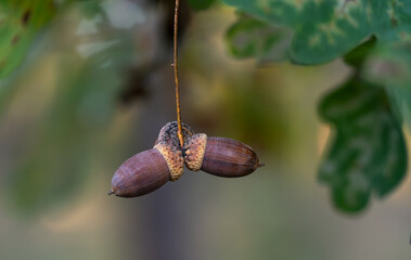 Large acorns ripened on the oak branches.