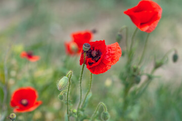 Beautiful poppies have blossomed. Their red petals sway in the light wind.
