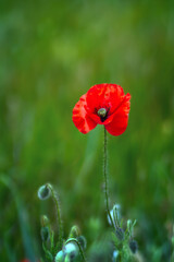 Beautiful poppies have blossomed. Their red petals sway in the light wind.