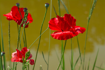 Beautiful poppies have blossomed. Their red petals sway in the light wind.