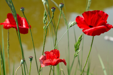Beautiful poppies have blossomed. Their red petals sway in the light wind.