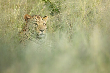 A leopard hides in the long green grass.