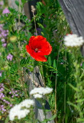 Beautiful poppies have blossomed. Their red petals sway in the light wind.