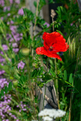 Obraz premium Beautiful poppies have blossomed. Their red petals sway in the light wind.