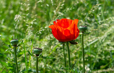 Beautiful poppies have blossomed. Their red petals sway in the light wind.