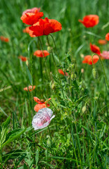 Beautiful poppies have blossomed. Their red petals sway in the light wind.