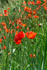 Beautiful poppies have blossomed. Their red petals sway in the light wind.