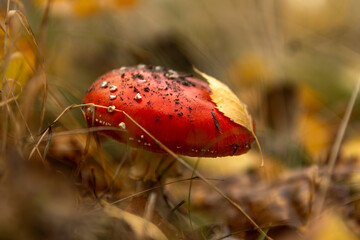The red fly agarics just emerged from the ground after the rain.