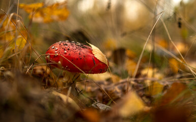 The red fly agarics just emerged from the ground after the rain.