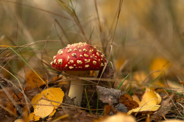 The red fly agarics just emerged from the ground after the rain.