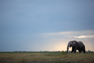 An elephant walks across a flood plain, Botswana.