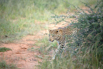 A leopard stalks prey in the thicket.