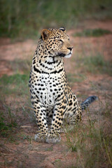 A leopard rests in the last light of day.