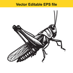 Detailed Vector Illustration of a Grasshopper An Intricate Black and White Depiction of a Common Insect