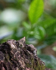 lizard on a tree
