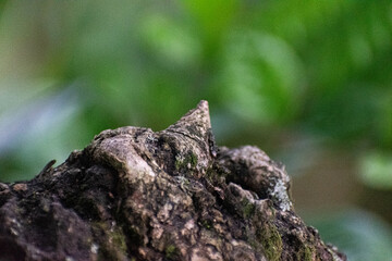 Fototapeta premium lizard on a tree