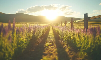 Sunset path through wildflower field