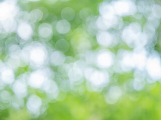 Obraz premium 新緑の木漏れ日の様子。爽やかな光の風景。