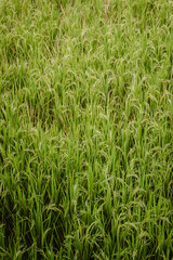 Green background of fresh growing plants outdoor at daytime in the rice fields of Ubud in Bali Indonesia with space for text.