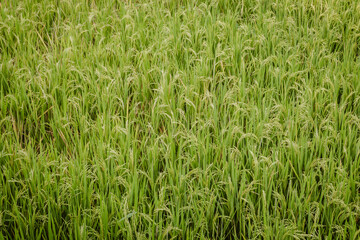 Green background of fresh growing plants outdoor at daytime in the rice fields of Ubud in Bali Indonesia with space for text.