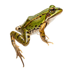 Fototapeta premium Side view of an european common frog jumping on a transparent background
