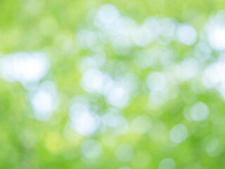 Obraz premium 新緑の木漏れ日の様子。爽やかな光の風景。