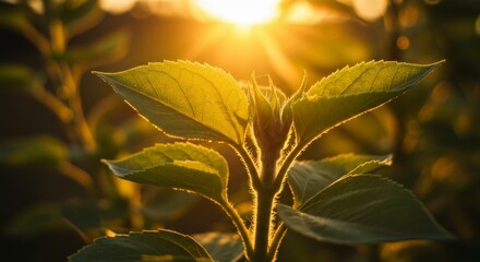 Green Plant Leaves Backlit by Warm Sunrise Light