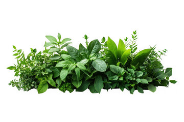 Naklejka premium Fresh green herbs assortment png image for culinary and medicinal uses, botanical illustration, isolated on transparent background
