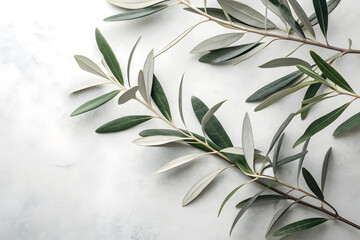 Serene Olive Branches Nature's Peaceful Elegance